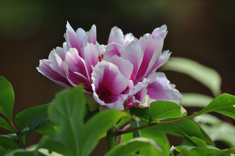 DSC_0089_.jpg