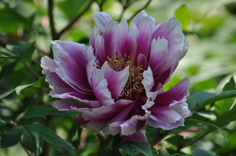 DSC_0090_.jpg