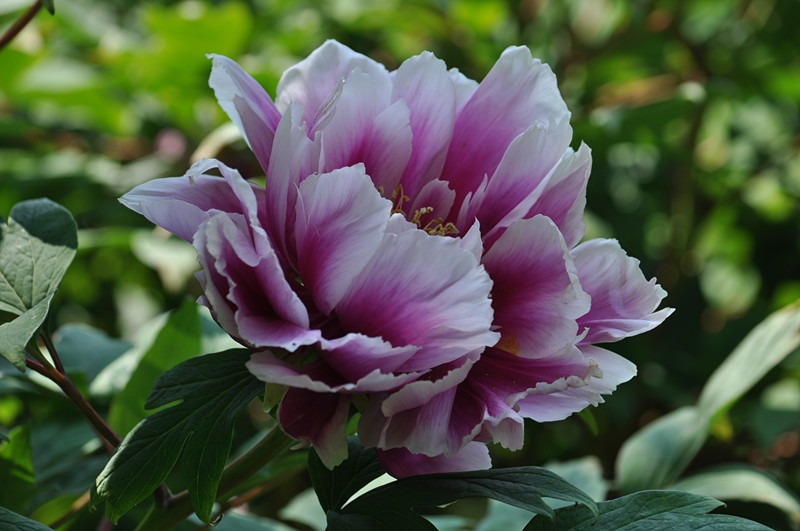 DSC_0093_.jpg