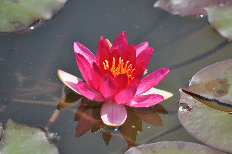 DSC_0956_.jpg