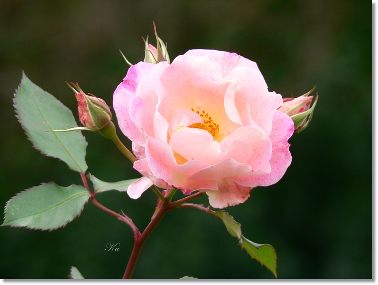 flowers 30-05-13 115.jpg