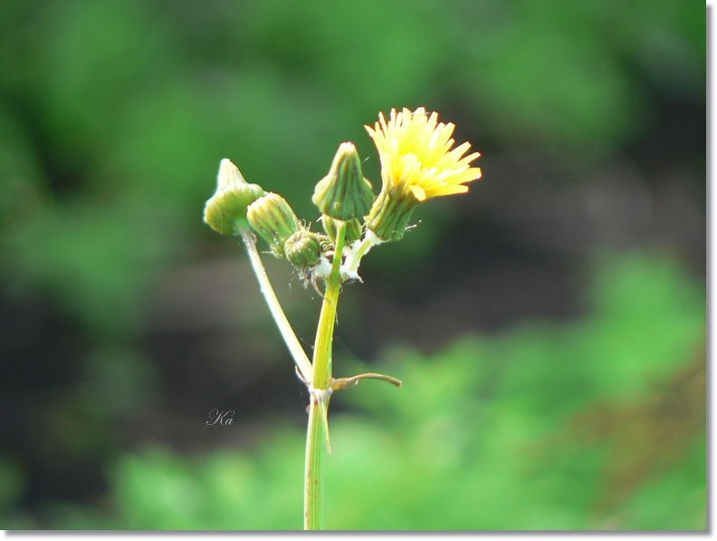 flowers 17-05-13 017.jpg