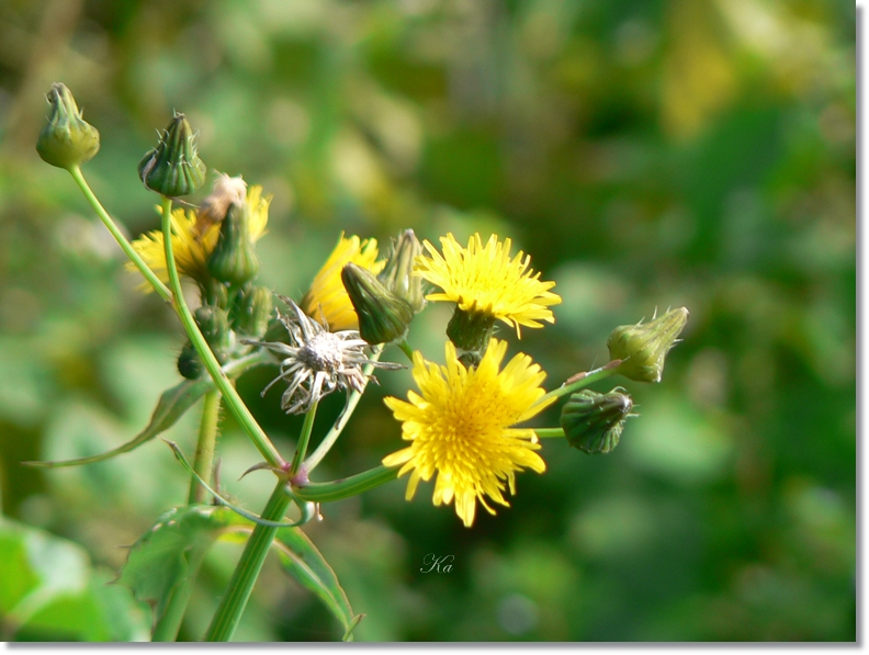 flowers 17-05-13 027.jpg