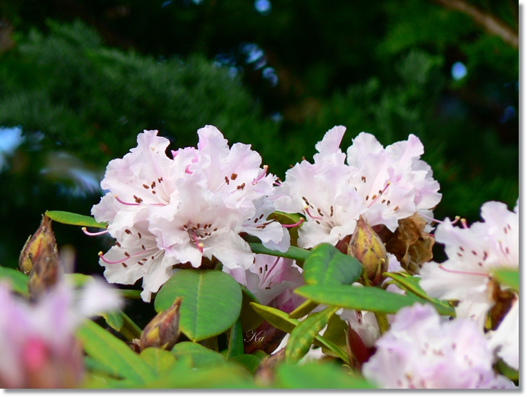 flowers 23-05-13 027.jpg