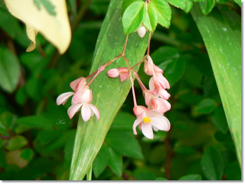 flowers 11-04-13 080.jpg