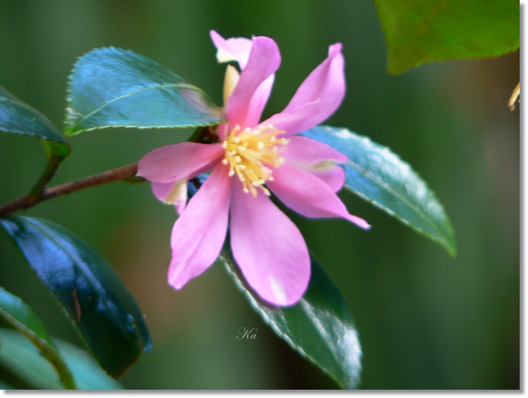 flowers 23-05-13 064.jpg