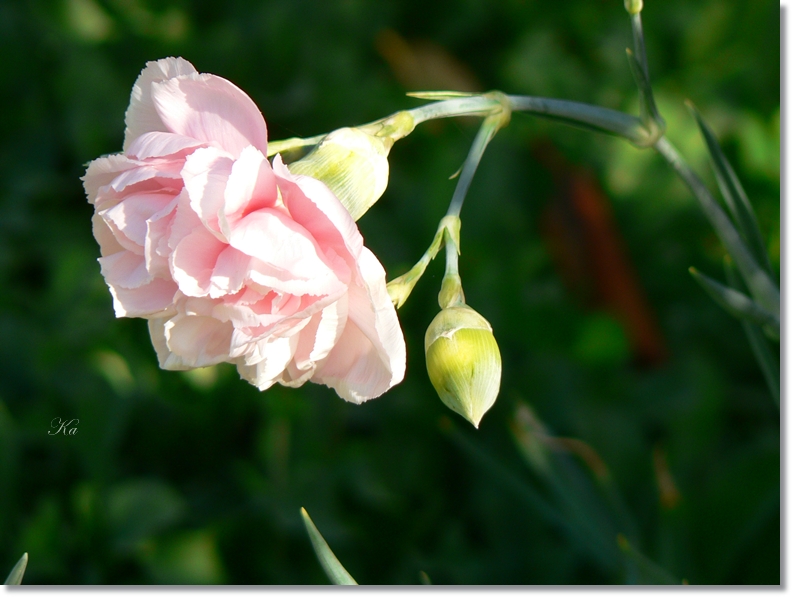 flowers 09-04-13 265.jpg