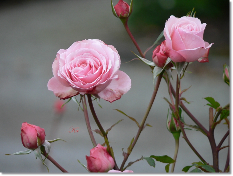 flowers 10-05-13 138.jpg