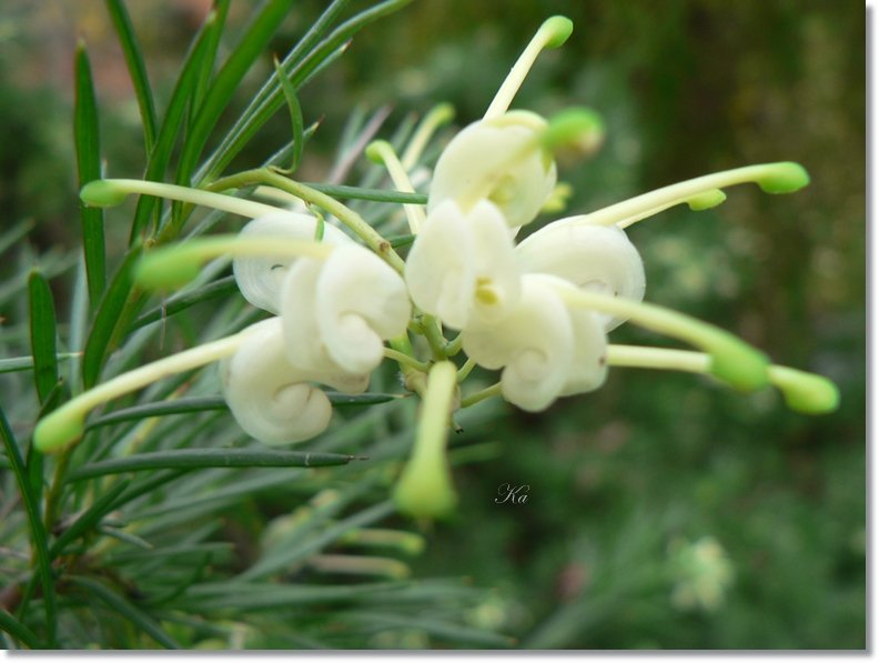 flowers 10-05-13 062.jpg