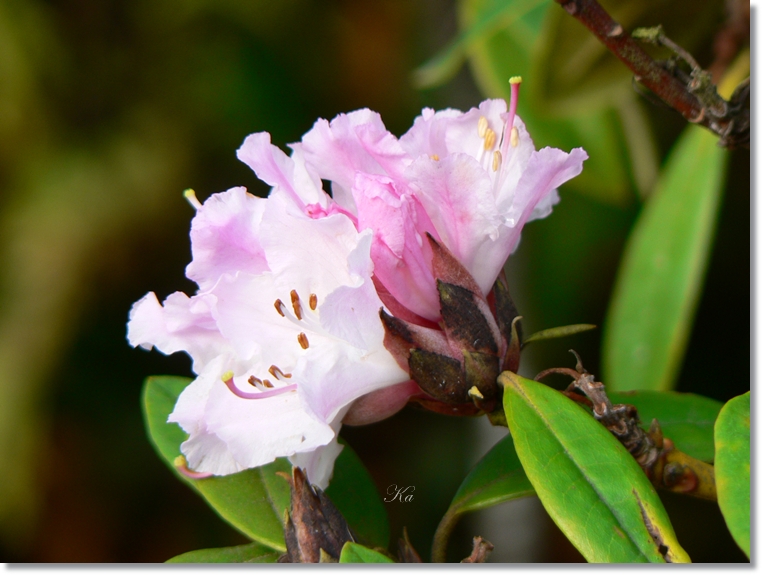 flowers 23-05-13 029.jpg