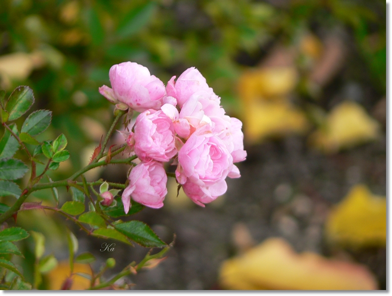 flowers 17-05-13 098.jpg