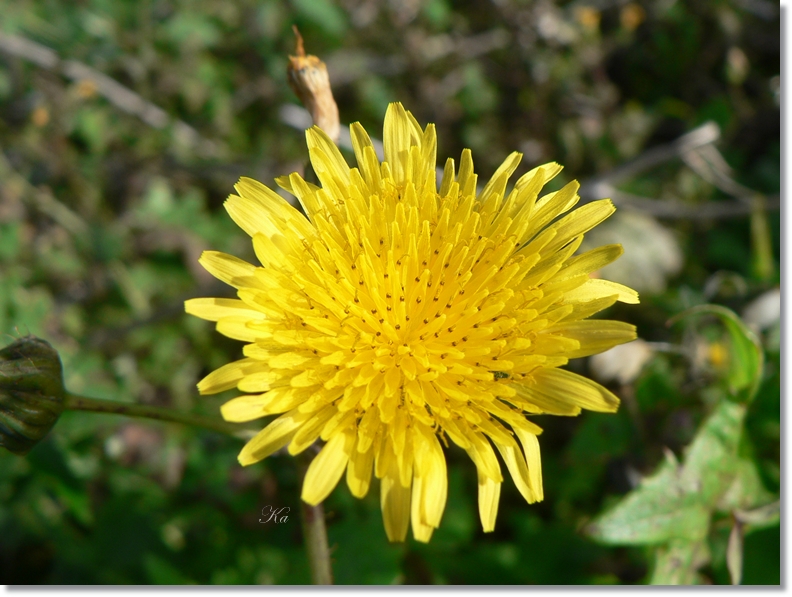 flowers 17-05-13 046.jpg