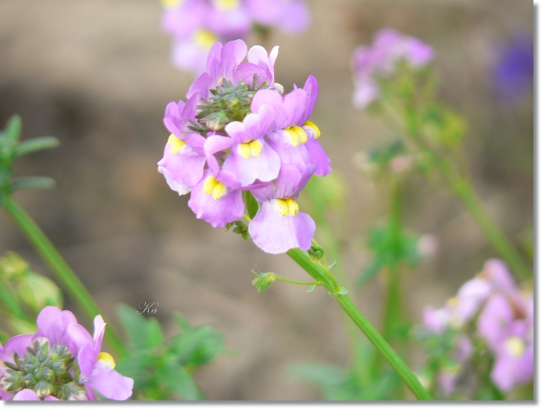 flowers 17-05-13 007.jpg