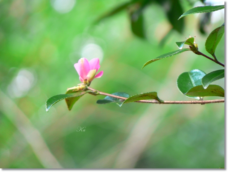 flowers 23-05-13 067.jpg