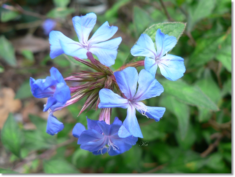 flowers 09-04-13 290.jpg