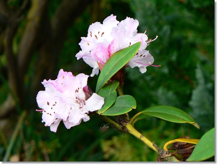 flowers 23-05-13 020.jpg