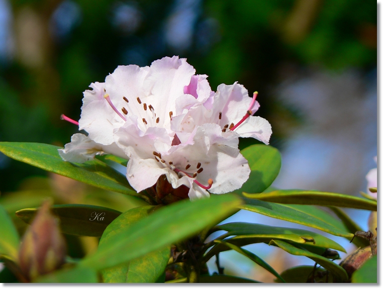 flowers 23-05-13 023.jpg