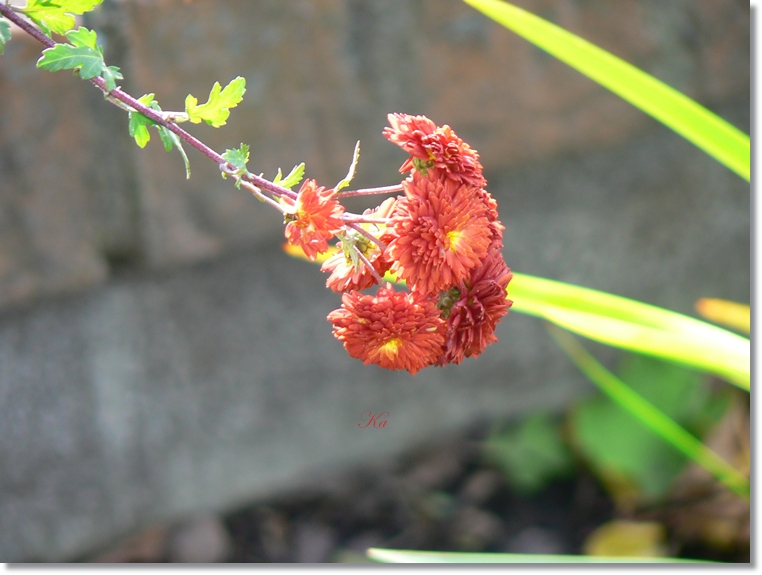 flowers 10-05-13 187.jpg