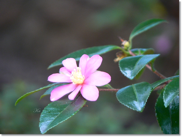 flowers 23-05-13 052.jpg