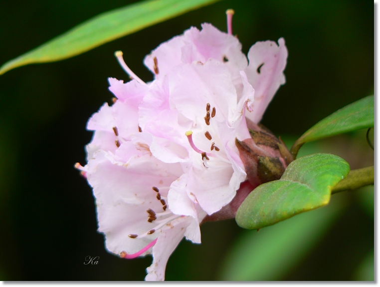 flowers 10-05-13 169.jpg