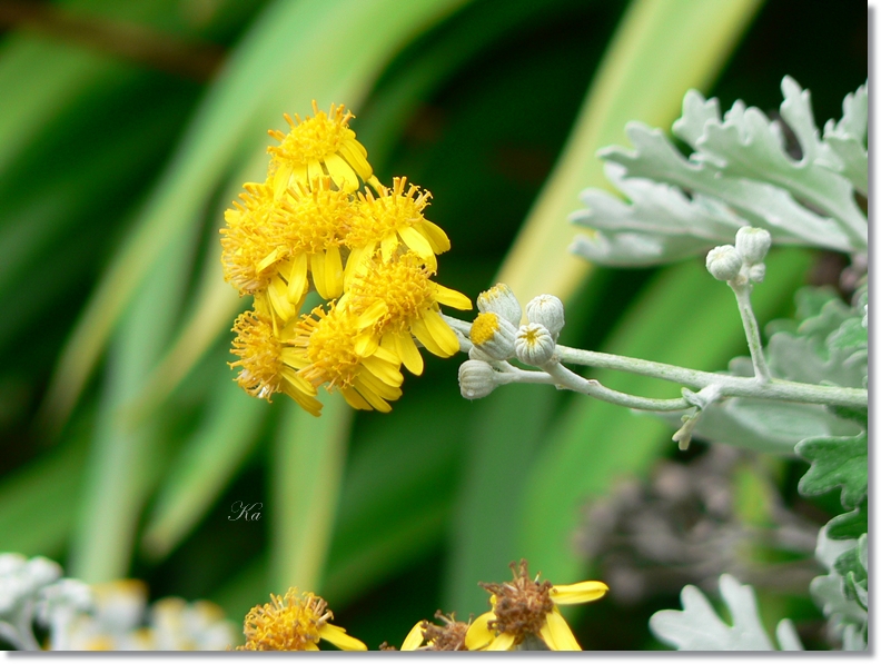 flowers 10-05-13 017.jpg