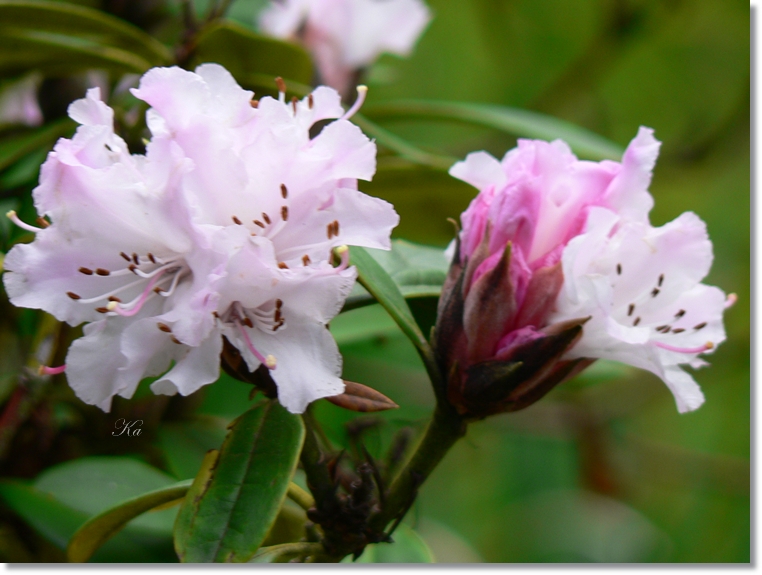 flowers 23-05-13 045.jpg