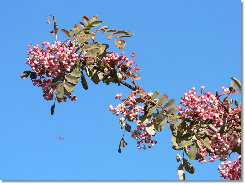 flowers 18-04-13 007.jpg