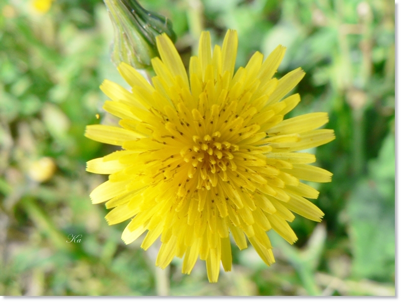 flowers 17-05-13 043.jpg