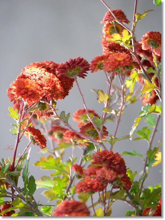 flowers 10-05-13 189.jpg