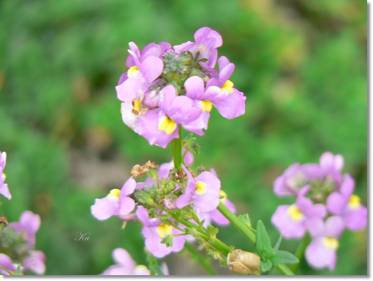 flowers 17-05-13 015.jpg