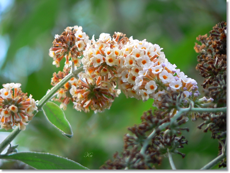 flowers 18-04-13 110.jpg