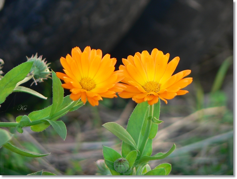 flowers 23-05-13 315.jpg