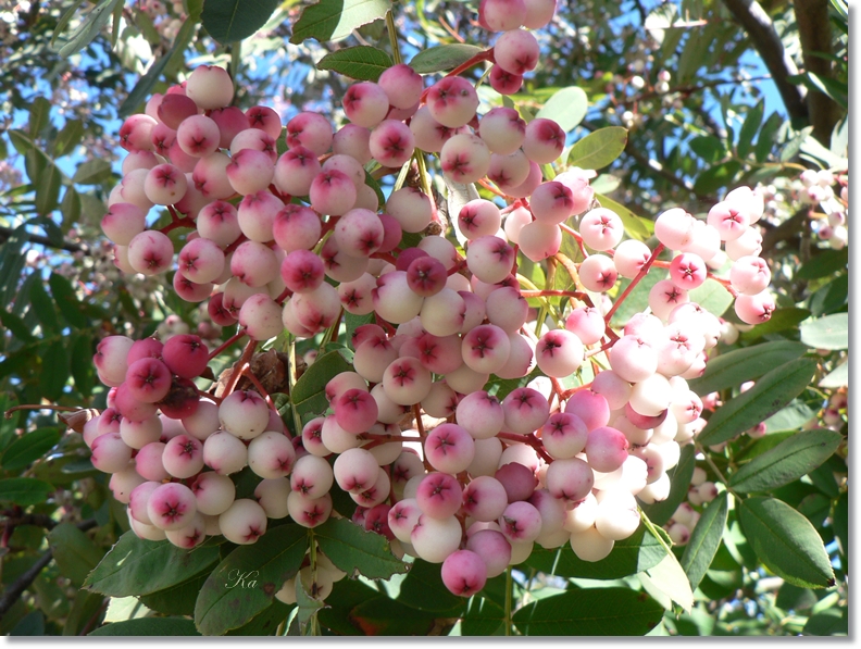 flowers 18-04-13 019.jpg