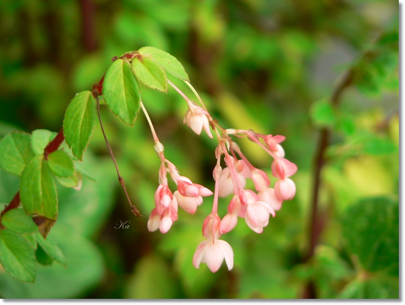 flowers 11-04-13 078.jpg