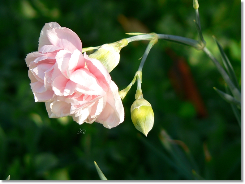 flowers 09-04-13 264.jpg