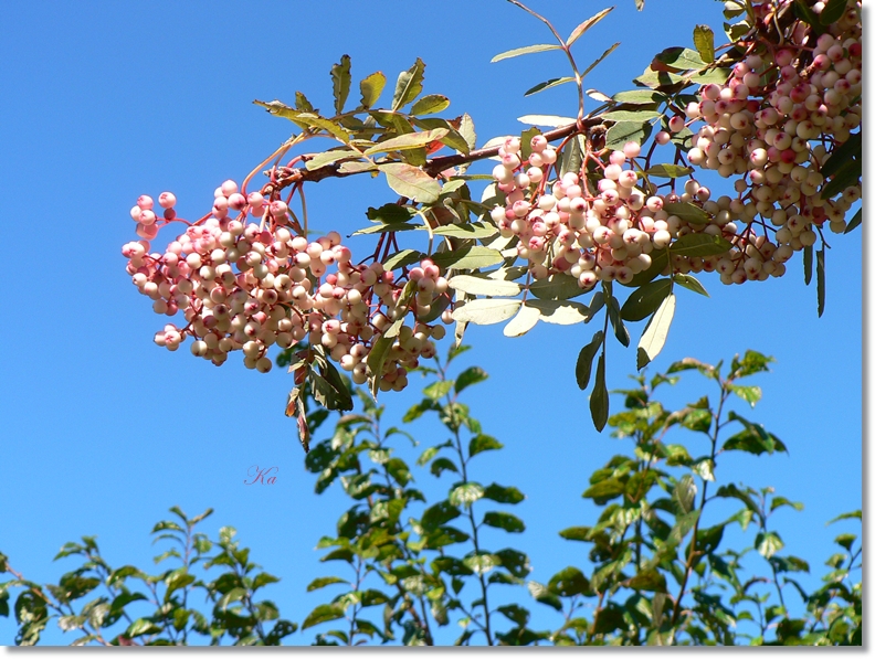 flowers 18-04-13 021.jpg