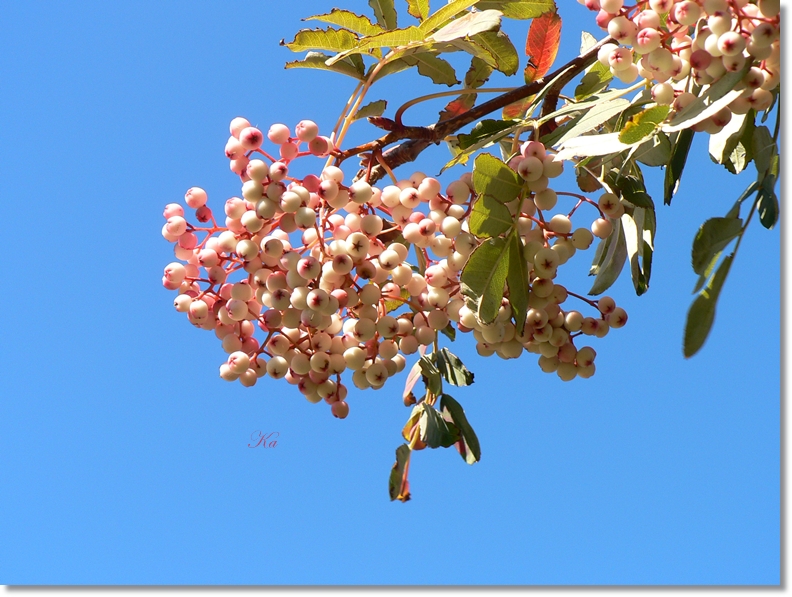 flowers 18-04-13 026.jpg