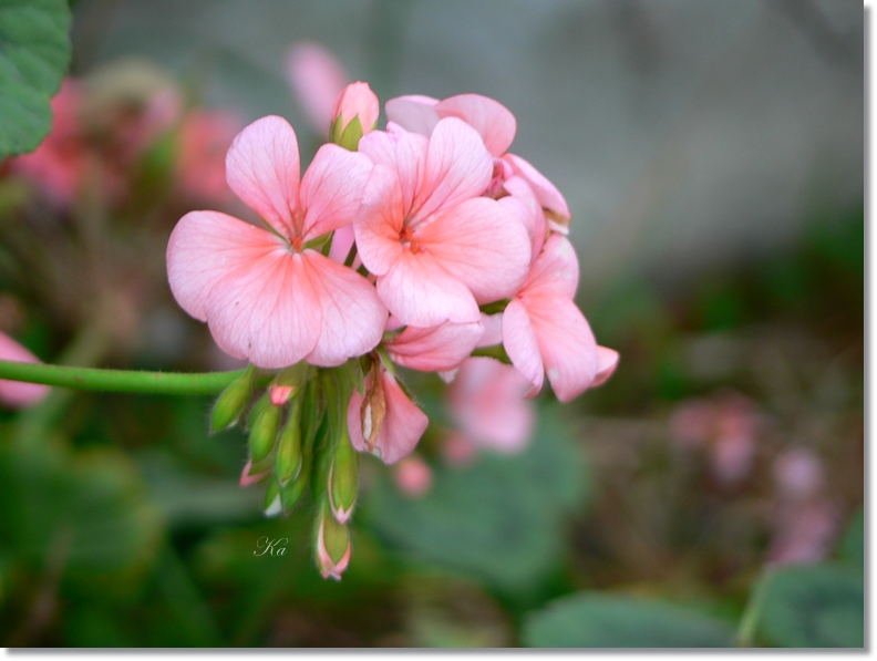 flowers 17-05-13 111.jpg