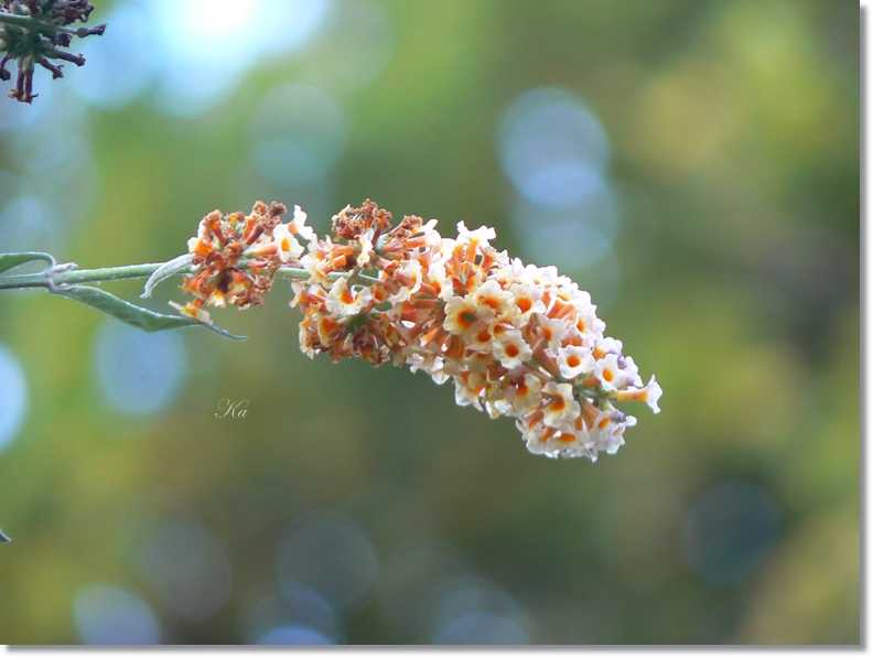 flowers 18-04-13 117.jpg