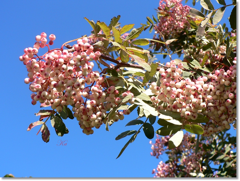 flowers 18-04-13 024.jpg