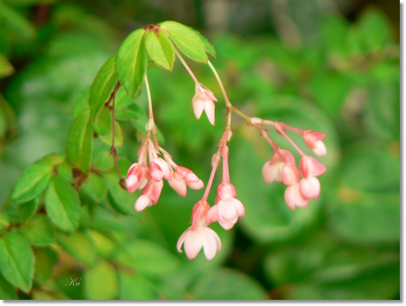 flowers 11-04-13 077.jpg