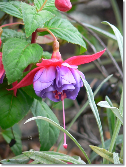 flowers 17-05-13 044.jpg