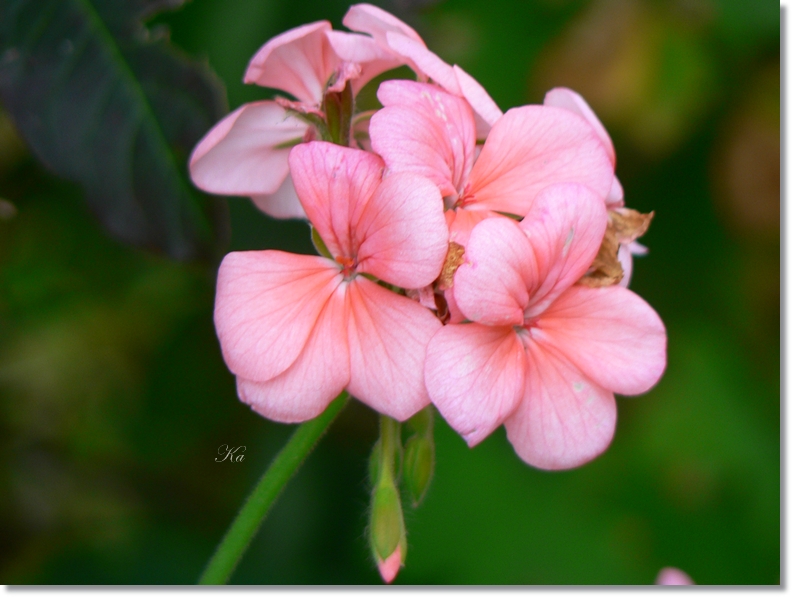 flowers 17-05-13 108.jpg