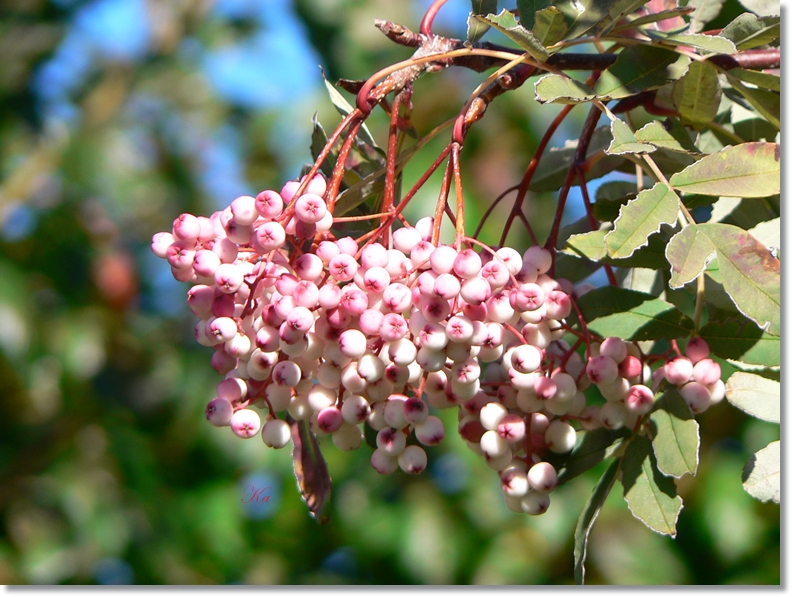 flowers 18-04-13 010.jpg