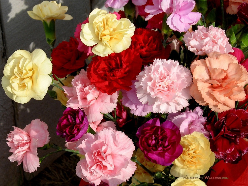 flower_carnation_flowers_mothers_day_27055_5.jpg