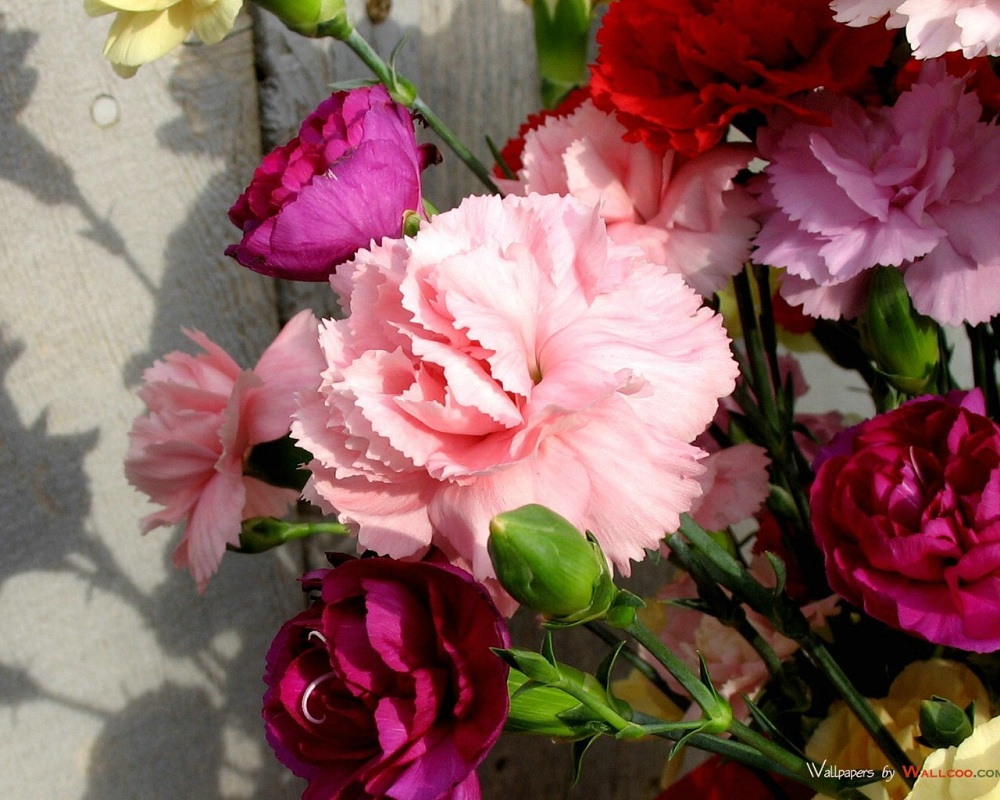 flower_carnation_flowers_mothers_day_27061_3.jpg