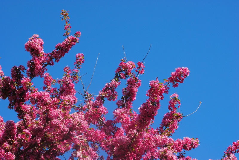 DSC_0247.JPG