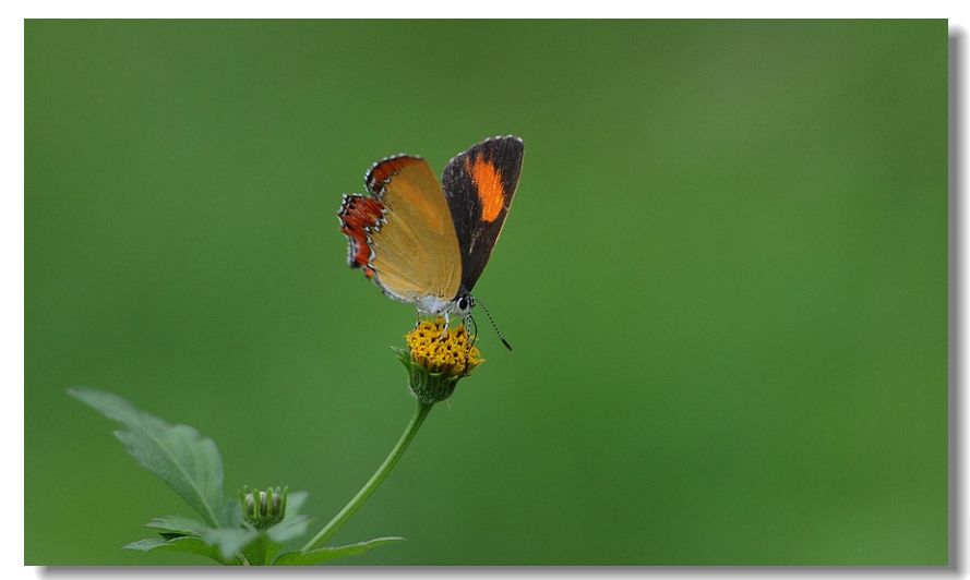 ����� 375.jpg