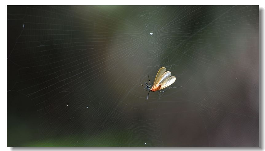 ����� 303.jpg