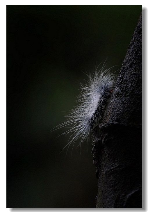 ��ɳ��ĸ�� 008.jpg